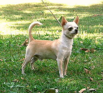 Chihuahua de pelo corto