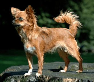 Chihuahua de pelo largo