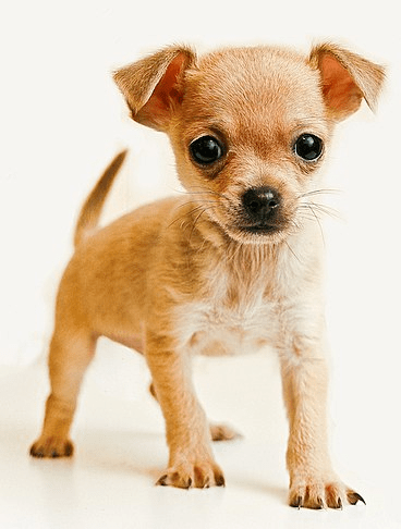 Perrito chihuahua