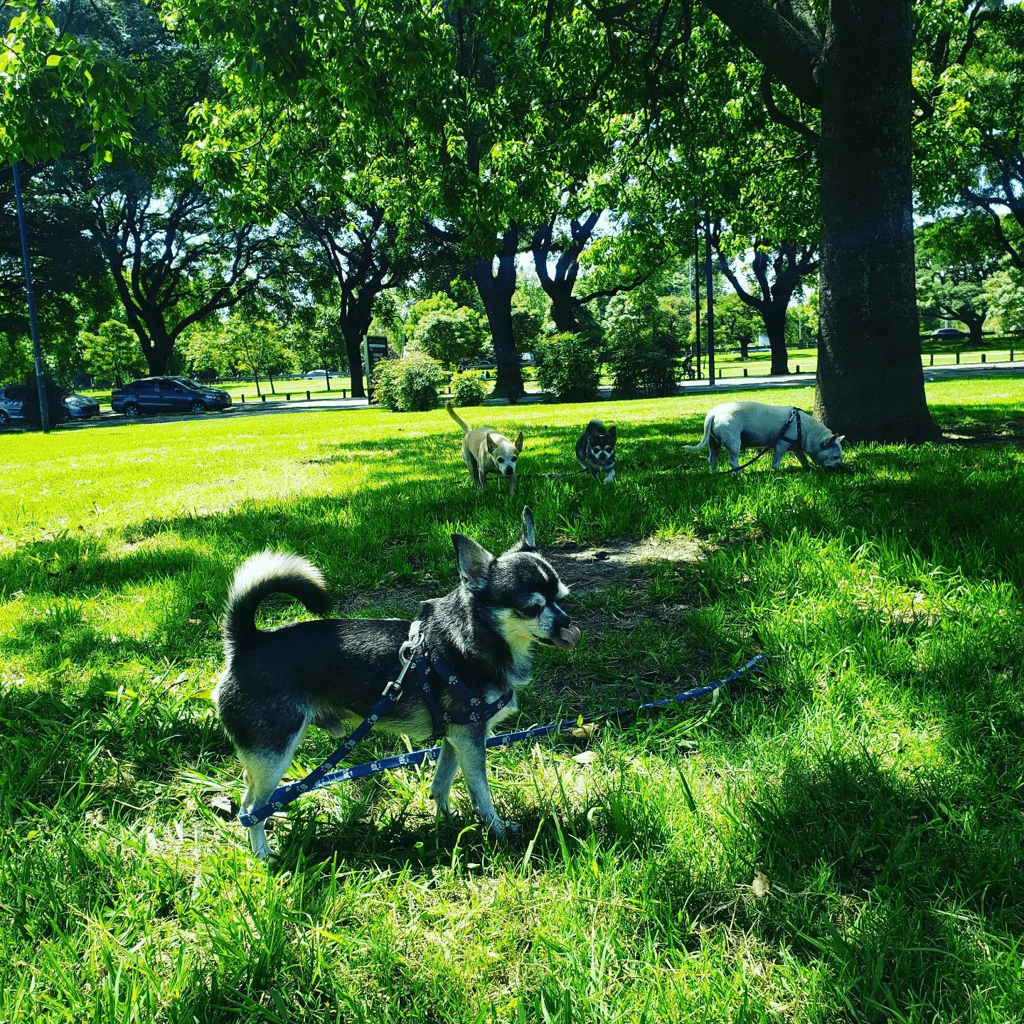 Foto de paseo en familia