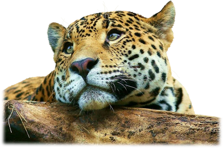 Noah estudiando con la computadora